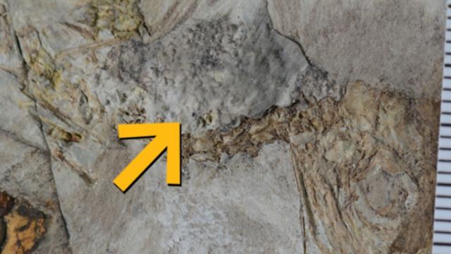 돌 800여 개 삼키고 질식한 새…1억2천만 년 전 미스터리