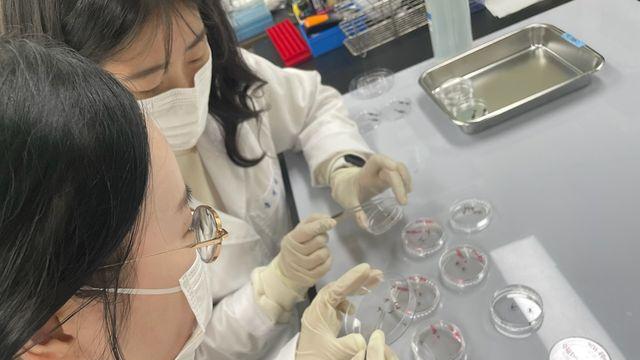 올해 청주도심 모기 발생량 작년 절반 수준…