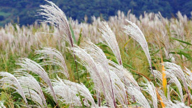 [김시행의 詩·畵·音] 48  “상한 영혼을 위하여”