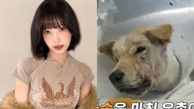 레드벨벳 조이, 턱뼈 함몰 학대견 기적 회복에 “내가 다 배부르다” 안심 (동물농장)[TV종합]