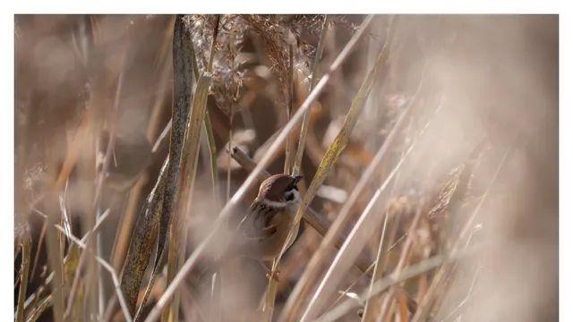 묻혀서 재업하는 털찐 뱁새 스페셜 (16pic