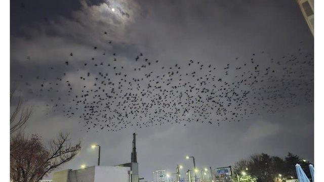 오산 까마귀 근황