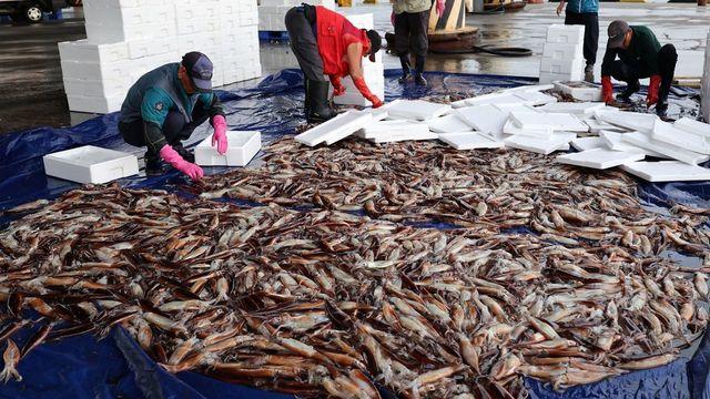국민 수산물 어획량 84% 급감, 가격 상승 예고
