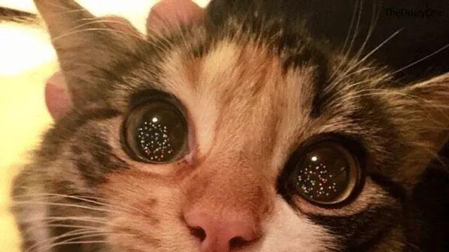 크리스마스 트리를 본 고양이 눈빛