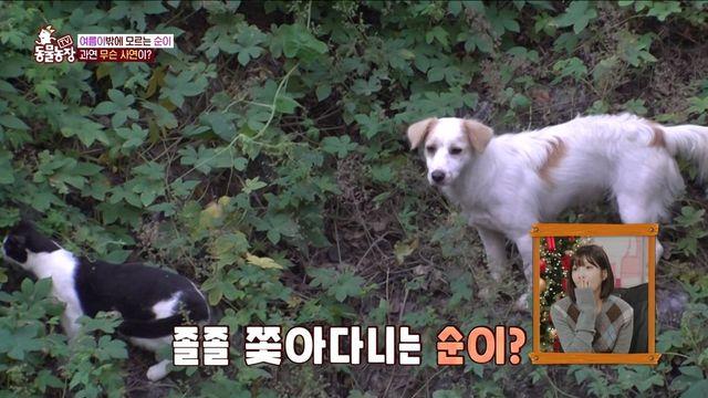 “내가 널 지켜줄게” 유기견-유기묘의 종을 뛰어넘은 ‘우정’ (‘TV 동물농장’)