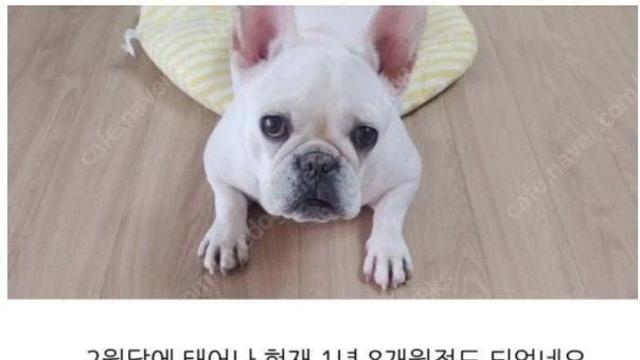 신혼부부가 반려동물 분양 기피대상인 이유ㄷㄷ