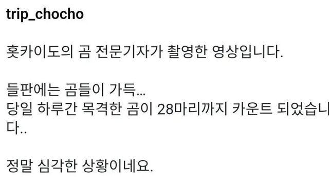 곰이 ㅈㄴ 많다는 충격적인 일본 홋카이도 근황 