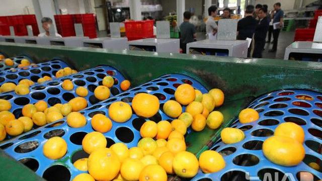 '상품외' 제주 감귤 235㎏, 서울·광주 농산물 시장서 적발