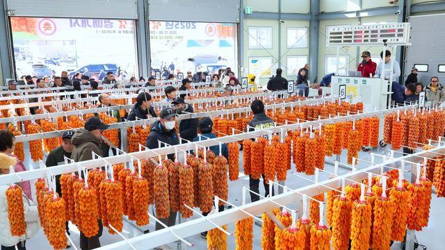 지리산 자락서 빚은 '함양 명품 곶감' 출하…매출 240억 기대