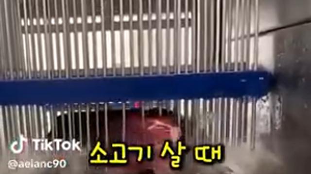 대륙의 물소고기.mp4
