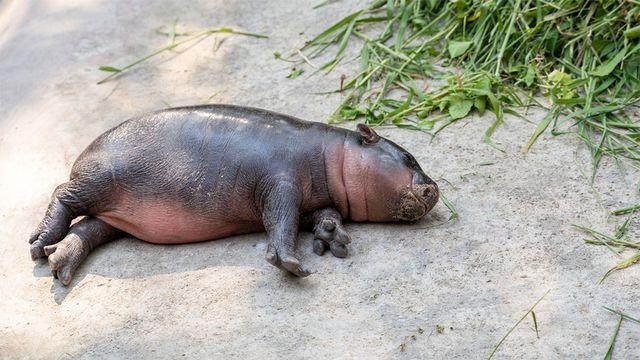 2000마리밖에 안 남았는데… 귀여워서 태국 푸바오로 통한다는 '멸종위기종'