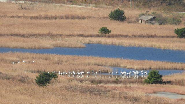 인천녹색연합, 백령도 조류 관찰 기록 보고서 발간