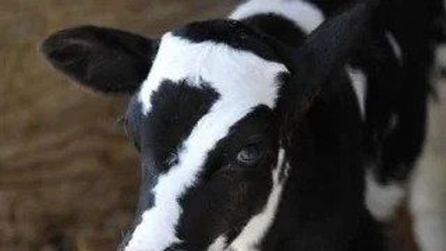 소 배에 가득 찬 가스를 제거하는 영상