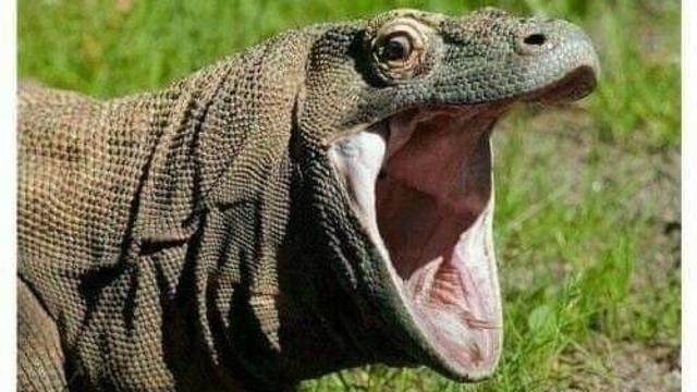 아빠가 왕 도마뱀일때 아빠의 여동생은?