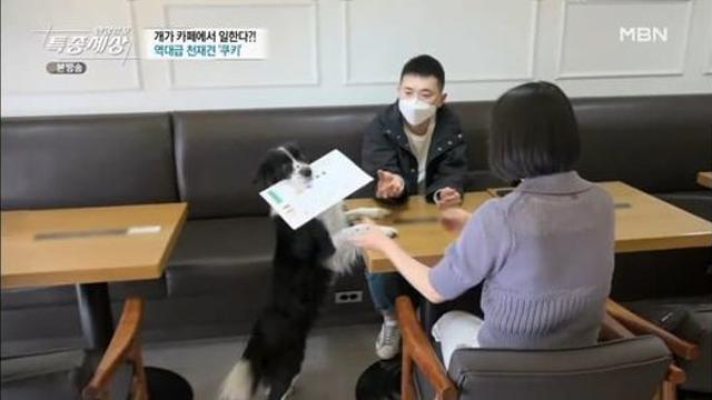 글자를 읽을줄 아는 강아지