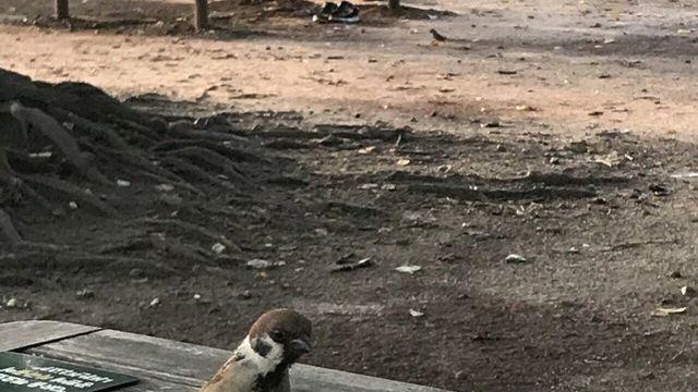 도시락이 궁금한 참새.