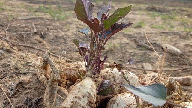 마트 필수템, 영양 200배 채소