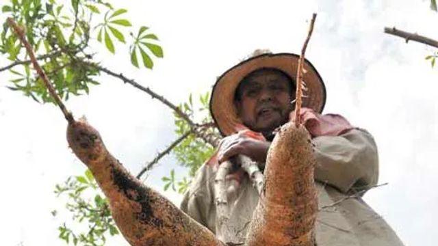 의외로 많이 먹지만 잘 모른다는 구황작물 카사바