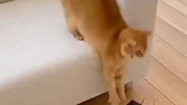 추락 중이라고 착각하는 고양이.mp4