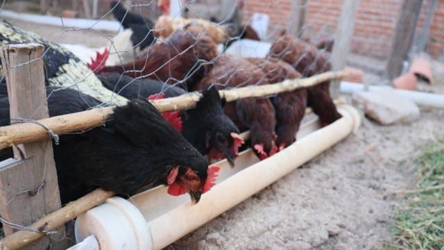 천안 산란계 농장서 고병원성 AI 검출…3만여마리 살처분