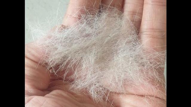 무지개 다리를 건너간 반려동물이 보고싶은 순간