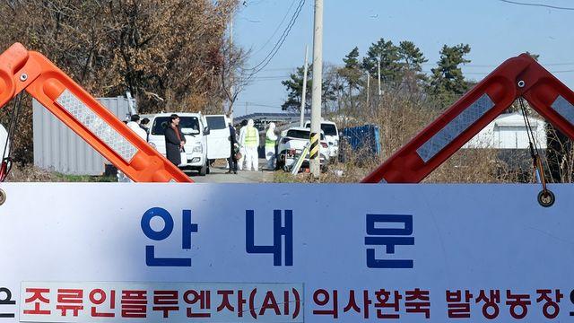 천안 산란계 농장에서 고병원성 AI 검출…3만여마리 살처분