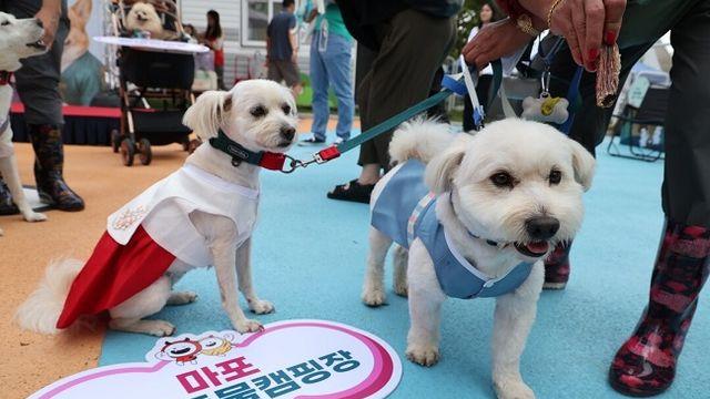 마포반려동물캠핑장에서 새 가족 찾는 유기견 만나보세요~
