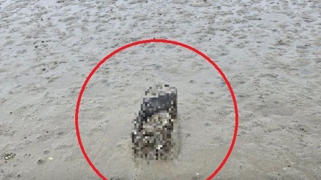 길고양이 4마리 철창에 포획해 익사시킨 30대 황당한 변명