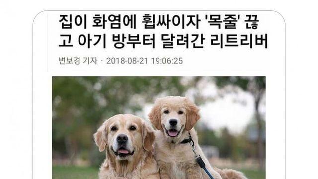 불이 났을 때 애완동물 반응