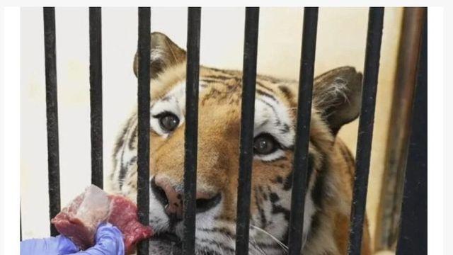 사람을 좋아하는 청주동물원 호랑이