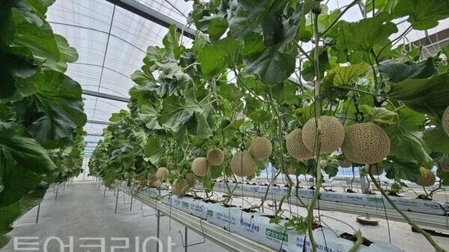 청양군, 스마트농업 테스트베드 교육장 경진대회 ‘최우수’