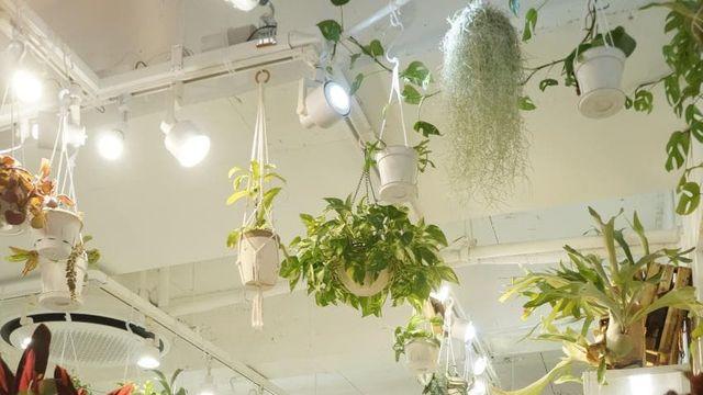 정리 덜 되었지만 식물존 구경할래?