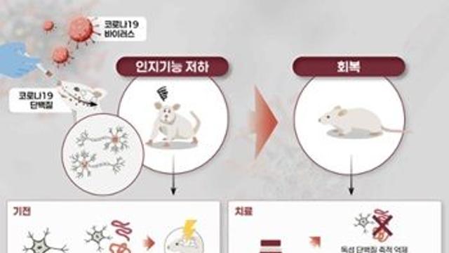 코로나19 감염 후 인지장애, 원인 규명