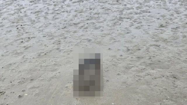 고양이 철창에 가둬 '갯벌'에 익사...범인 황당 변명