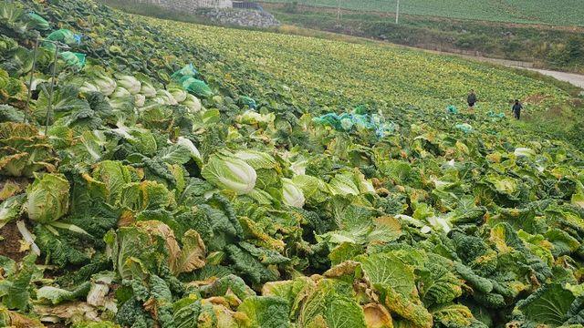 더워지는 한반도, 흔들리는 배추…김치 본국의 위기