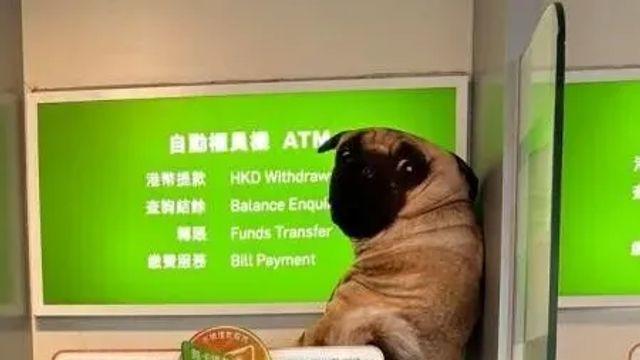 아니 누가 개를 은행에 놔두고 갔어?,,