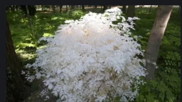 의외로 식물도 알비노가 존재한다.jpg,,