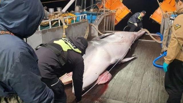 마라도 해상서 밍크고래 사체 발견… 불법 포획 흔적 없어