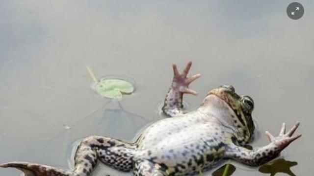 개구리도 외모본다