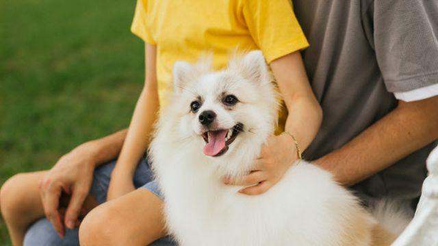 반려견 때문에 2세 계획 거부하는 남편…이혼 사유 될까