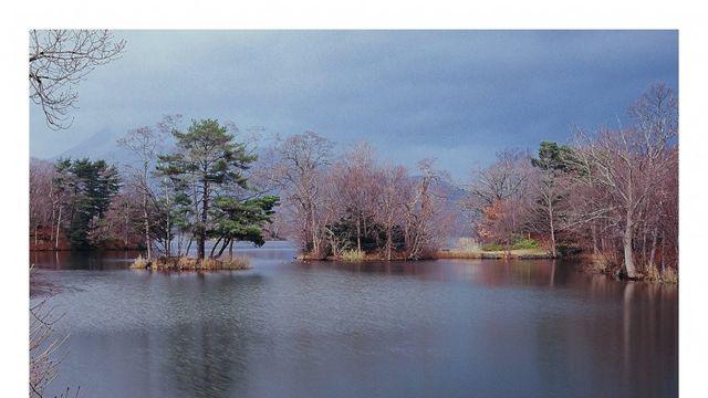 슬라이드) 나무 사진 위주