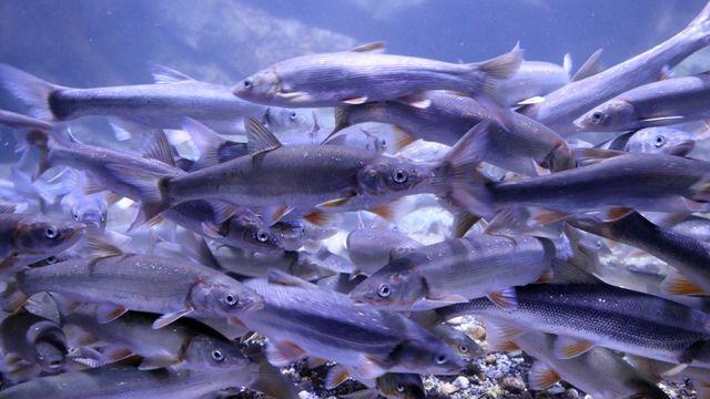 장내 기생충 발견율 소폭 감소…60대 남성이 9%로 '최대'