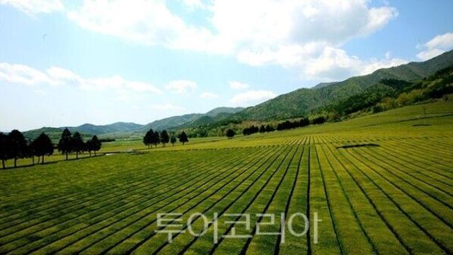 녹차수도 보성군, 이제는 'K-말차 시대'···보성차 완판 행진