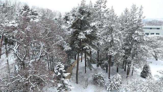 133세 최고령 소나무 볼 수 있다… 드디어 내년부터 관람 가능하다는 '이곳'