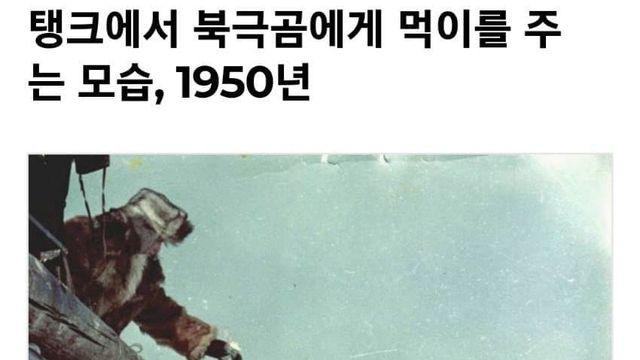 소련군과 북극곰.....polarbear