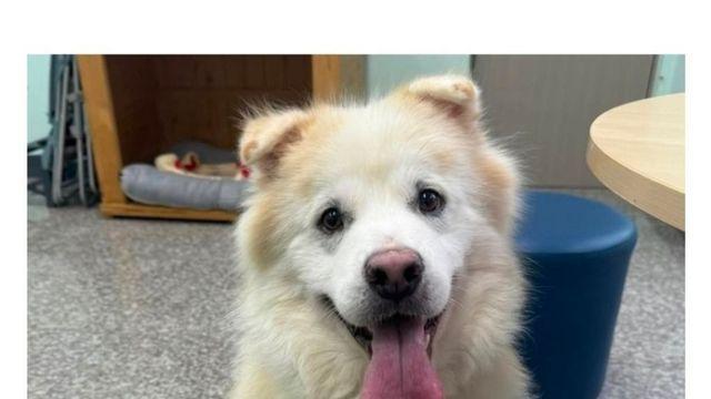 입양간 지 7시간 만에 파양되어 돌아온 강아지