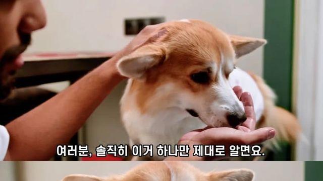 강아지를 행복하게하려면 꼭 해야 하는 5가지 행동.jpg