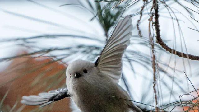 뱃지 못받아서 올리는 흰머오