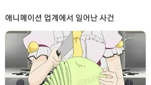 애니메이션 업계에서 양배추란?,,
