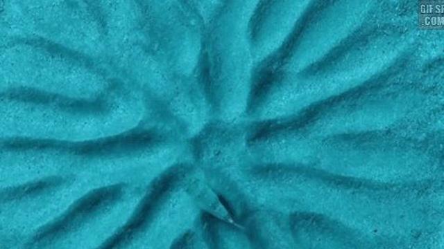 암컷을 향한 수컷복어의 노력